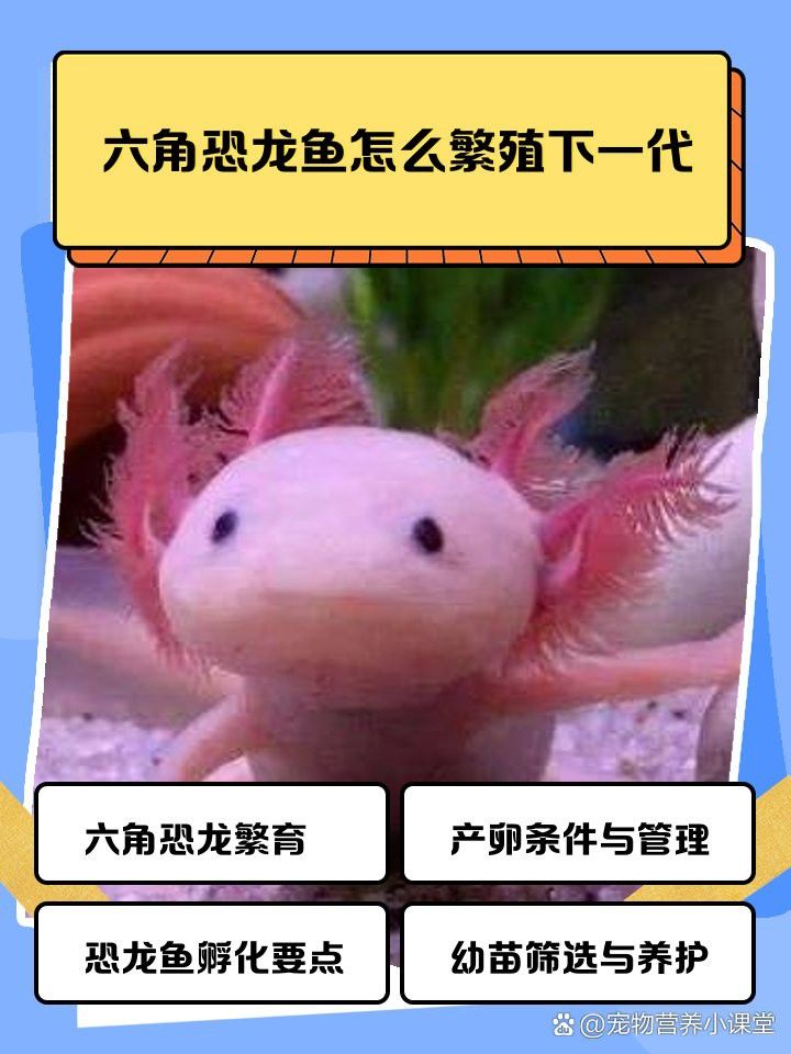 六角恐龍魚繁殖后需要隔離嗎？