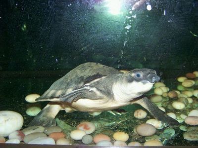 和龍魚混養(yǎng)的龜叫什么：和龍魚混養(yǎng)的龜叫什么叫什么，豬鼻龜是與龍魚混養(yǎng)的理想伴侶