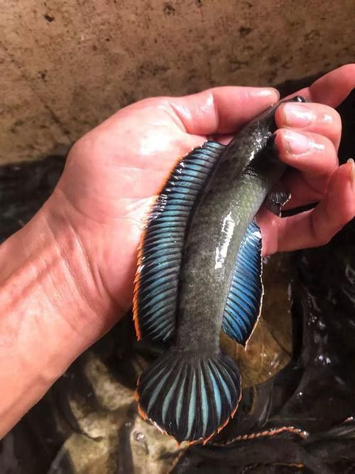 彩虹雷龍魚分公母圖片