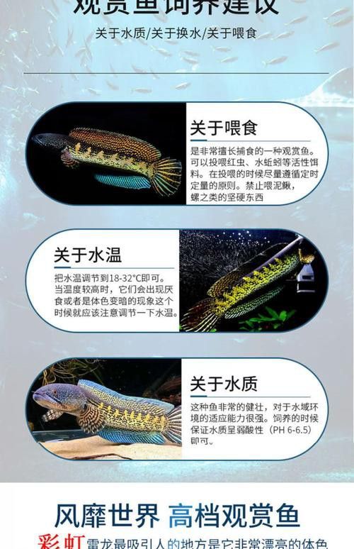 彩虹雷龍魚分公母圖片