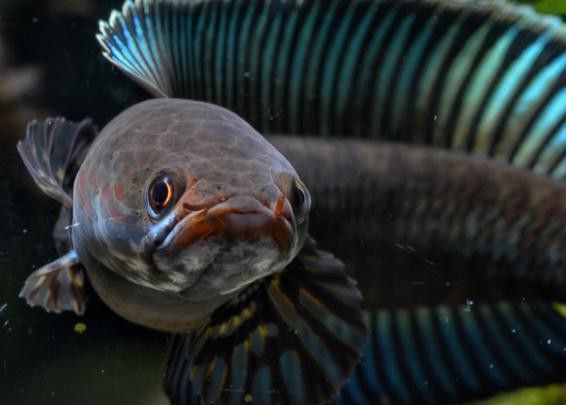 彩虹雷龍魚分公母圖片