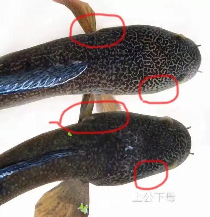 彩虹雷龍魚分公母圖片