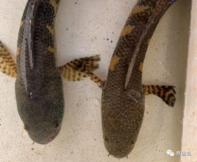 彩虹雷龍魚分公母圖片