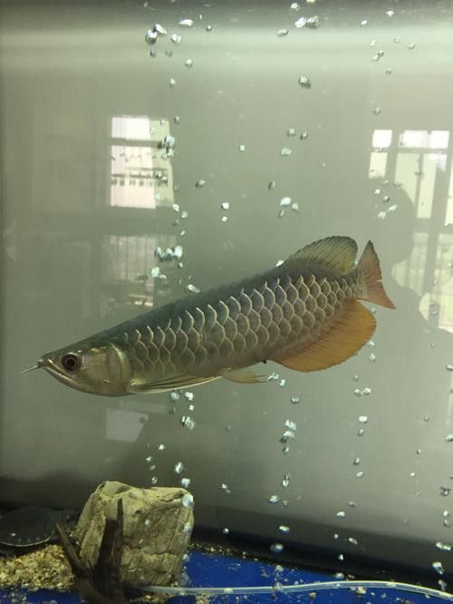 紅龍魚水溫多少度最好（紅龍魚水溫控制在28-29℃之間） 紅龍魚水溫多少度最好（紅龍魚水溫控制在28-29℃之間） 龍魚百科 第18張