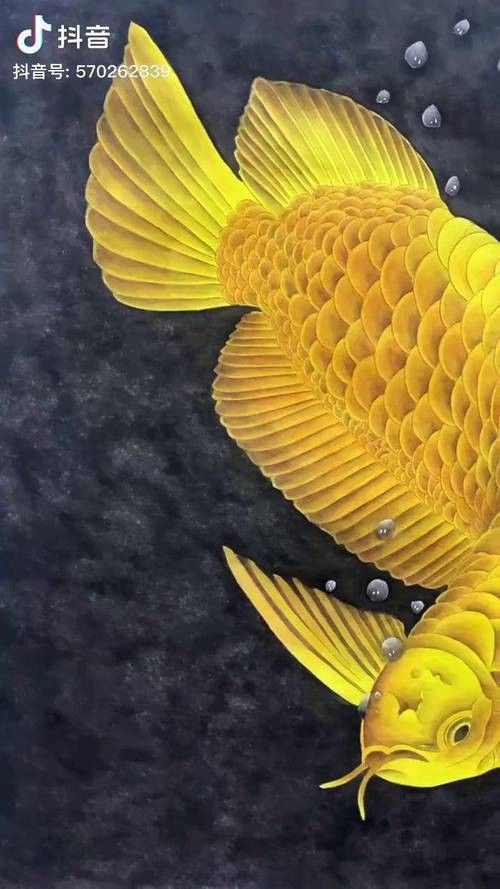 紅龍魚水溫多少度最好（紅龍魚水溫控制在28-29℃之間） 紅龍魚水溫多少度最好（紅龍魚水溫控制在28-29℃之間） 龍魚百科 第23張