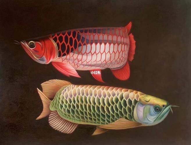 紅龍魚水溫多少度最好（紅龍魚水溫控制在28-29℃之間） 紅龍魚水溫多少度最好（紅龍魚水溫控制在28-29℃之間） 龍魚百科 第40張