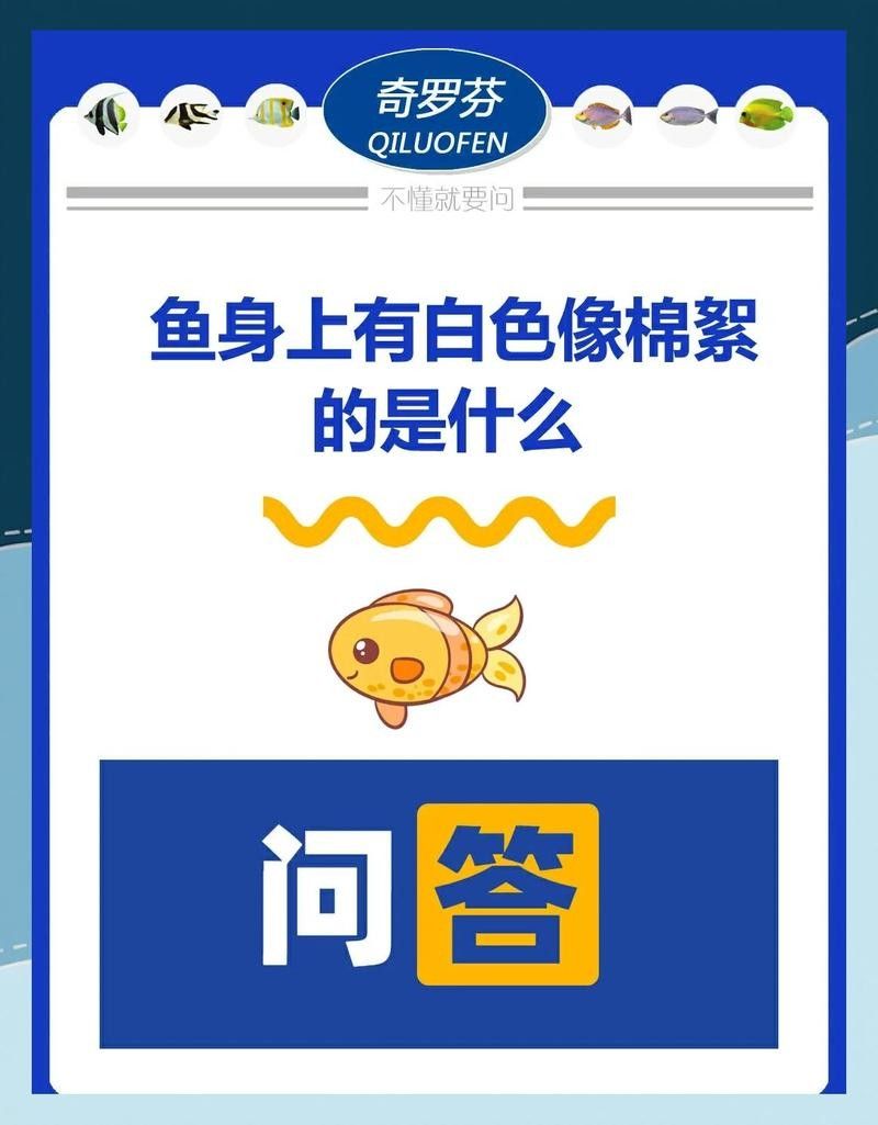 龍魚鰓蓋白色絮狀物多久會傳染其他魚 龍魚鰓蓋白色絮狀物多久會傳染其他魚 龍魚百科 第4張
