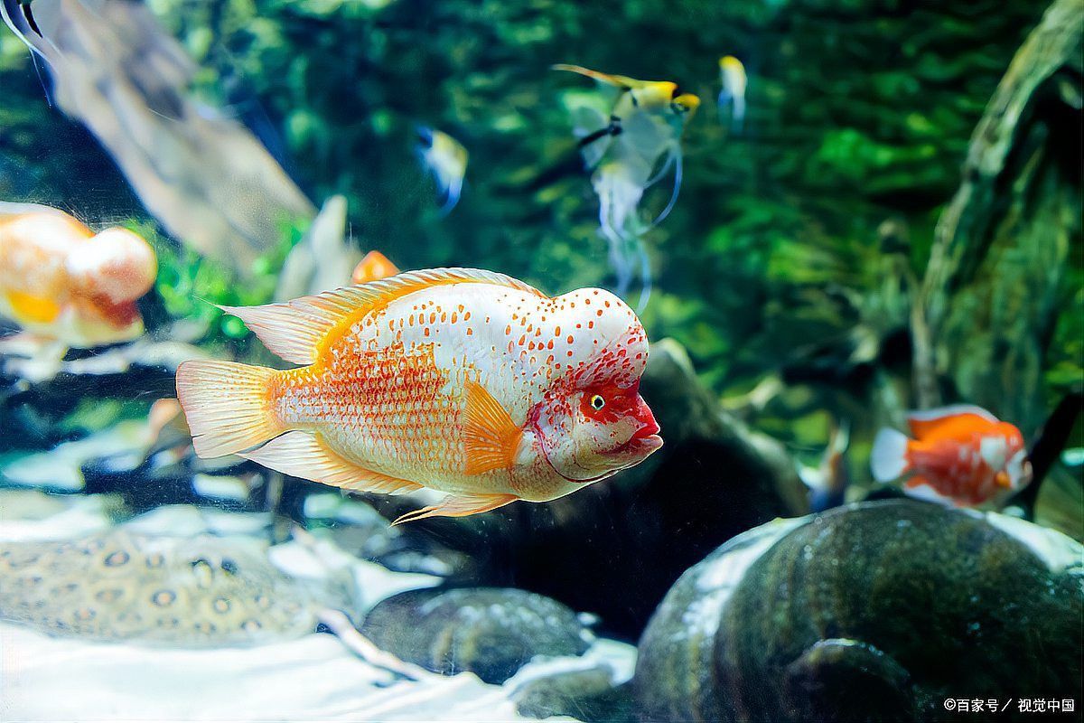 如何判斷小火龍魚(yú)是否需要換水？