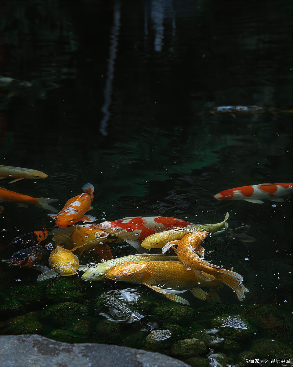 銀龍魚不吃東西會(huì)死嗎