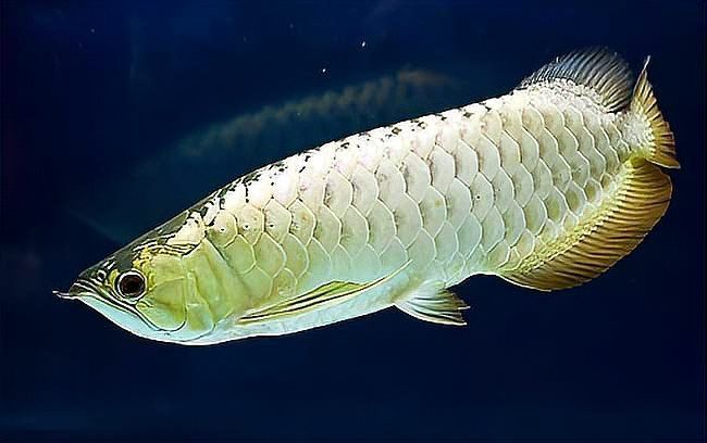 銀龍魚不吃東西會死嗎 銀龍魚不吃東西會死嗎 龍魚百科 第4張