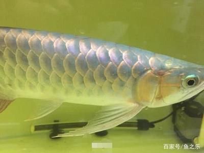 紅龍魚從橙色到紅色（如何正確飼養紅龍魚？） 紅龍魚從橙色到紅色（如何正確飼養紅龍魚？） 龍魚百科 第4張