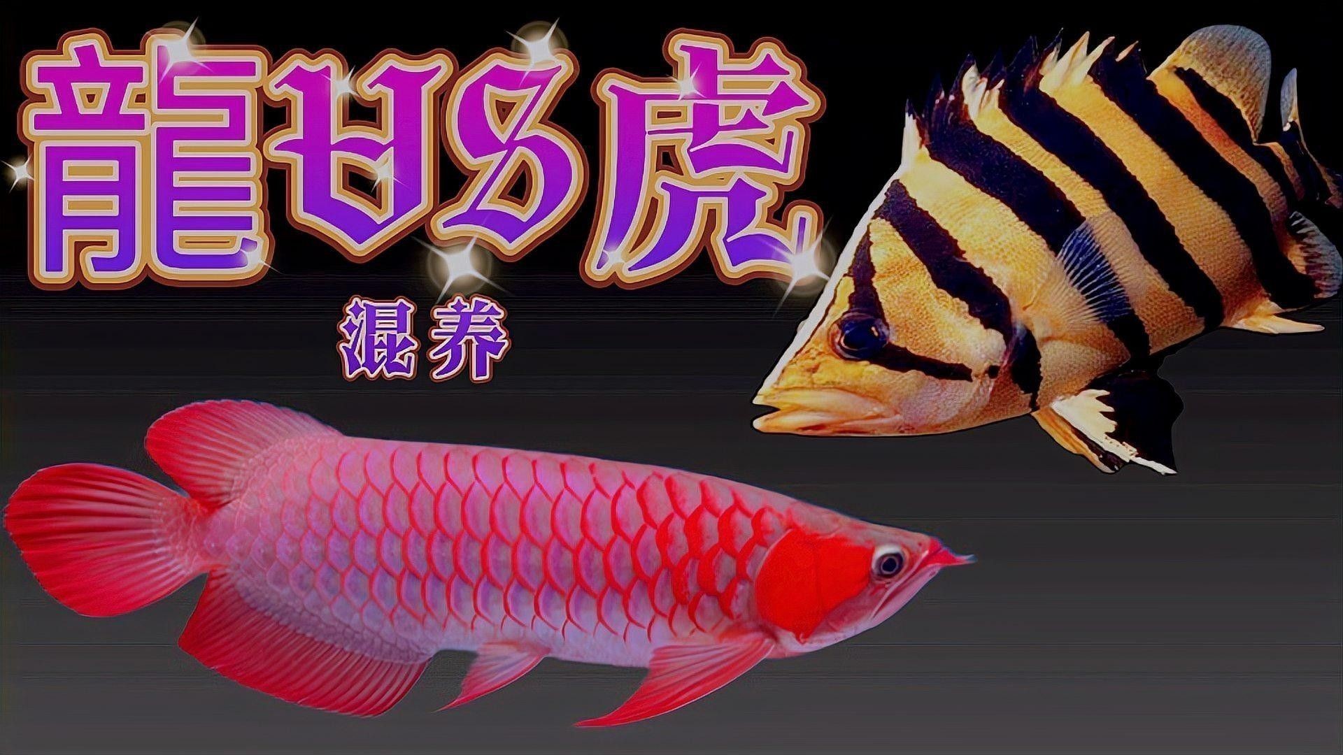 龍魚與虎魚混養視頻大全播放