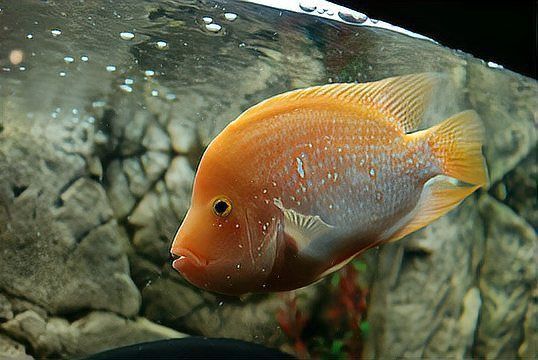 龍魚不開口多久會(huì)餓死？