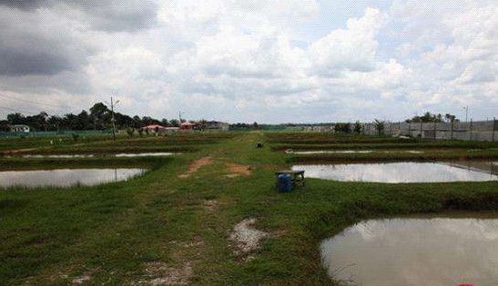 龍魚一開燈就打架：龍魚在開燈時出現打架的可能原因