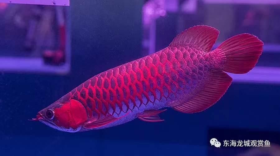 龍魚進口限制多少錢一條啊：龍魚的進口確實存在一定的限制主要來源于國際公約的規定 龍魚進口限制多少錢一條?。糊堲~的進口確實存在一定的限制主要來源于國際公約的規定 龍魚百科 第3張