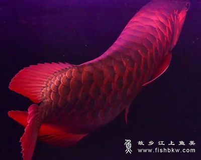 龍魚進口限制多少錢一條?。糊堲~的進口確實存在一定的限制主要來源于國際公約的規定 龍魚進口限制多少錢一條啊：龍魚的進口確實存在一定的限制主要來源于國際公約的規定 龍魚百科 第5張