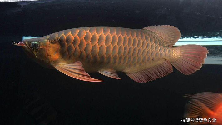 黑背金龍魚多少錢（黑背金龍魚價格走勢，黑背金龍魚飼養(yǎng)技巧分享） 黑背金龍魚多少錢（黑背金龍魚價格走勢，黑背金龍魚飼養(yǎng)技巧分享） 龍魚百科 第5張