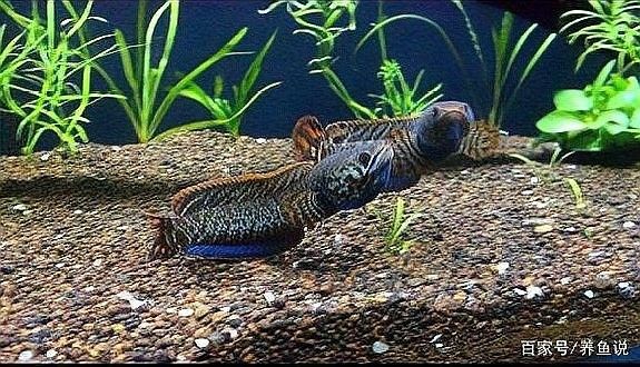 雷龍可以和金龍魚混養嗎