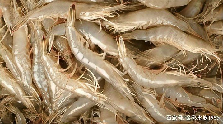哪種活餌最容易刺激龍魚開口？