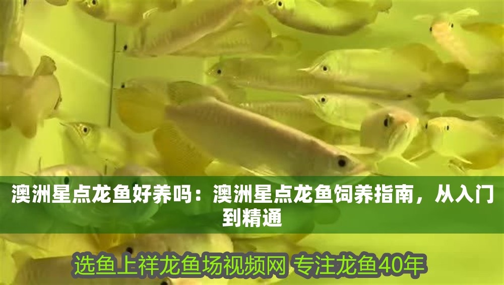 澳洲星點龍魚好養嗎：澳洲星點龍魚飼養指南，從入門到精通