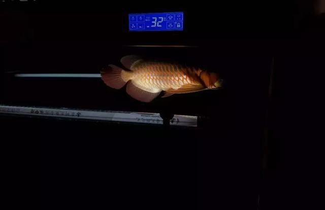 龍魚幼魚吃撐了多久能恢復食欲：龍魚幼魚吃撐后恢復食欲時間主要取決于以下幾個因素