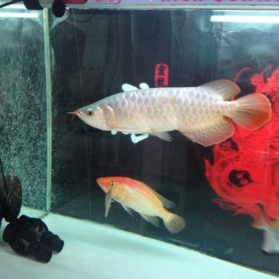 龍魚泡藥過程，龍魚泡藥的注意事項