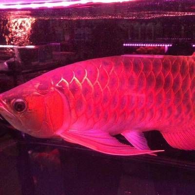 養(yǎng)金龍魚用什么燈光好：金龍魚燈光對龍魚的健康有影響嗎金龍魚燈光選擇指南