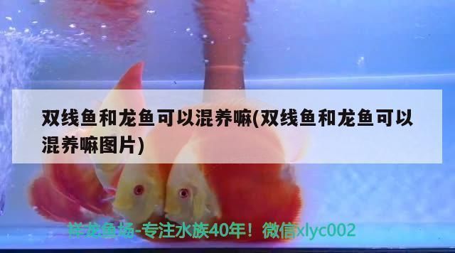 龍魚可以和雙線魚一起養嗎？：龍魚與雙線魚能否共同飼養，取決于多種因素，