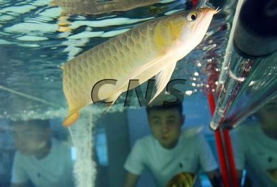 龍魚美容師電話：美容服務(wù)電話 龍魚美容師電話：美容服務(wù)電話 龍魚百科 第5張