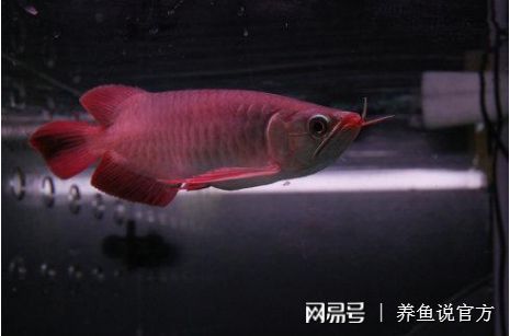 紅龍魚什么時候變色最好（紅龍魚多長時間發(fā)色最好） 紅龍魚什么時候變色最好（紅龍魚多長時間發(fā)色最好） 龍魚百科 第7張