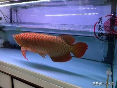 紅龍魚尺寸（養紅龍需要多大尺寸魚缸？） 紅龍魚尺寸（養紅龍需要多大尺寸魚缸？） 龍魚百科 第3張