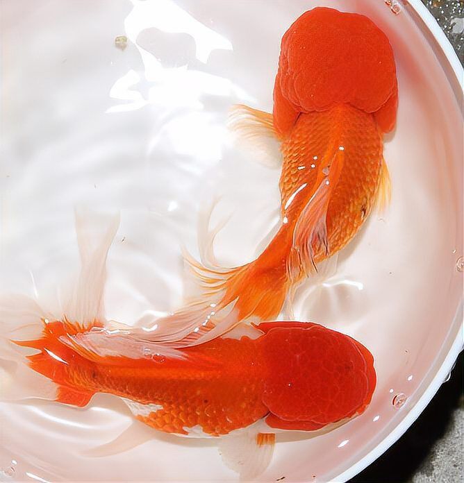 紅色魚類的文化意義 龍魚百科 第1張 紅色魚類的文化意義 紅色魚類的文化意義 龍魚百科 第1張