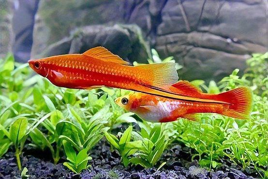紅色魚類的文化意義 龍魚百科 第5張 紅色魚類的文化意義 紅色魚類的文化意義 龍魚百科 第5張
