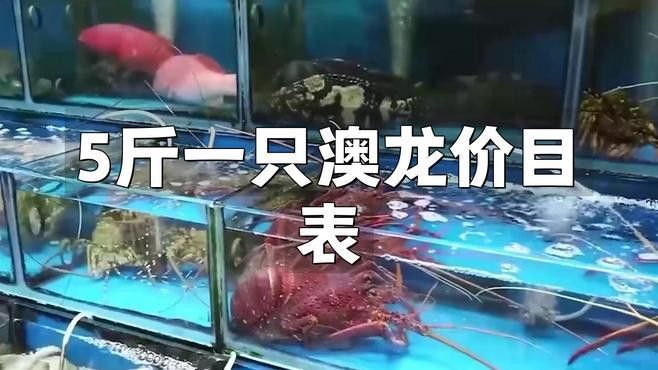 澳龍的價格是多少？