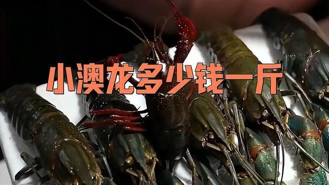 澳龍的價格是多少？