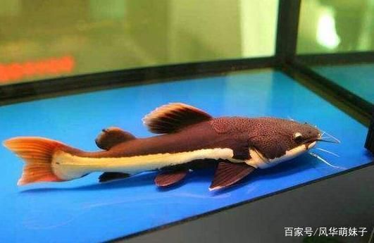 龍魚攻擊性強嗎：如何減少龍魚的攻擊性行為？