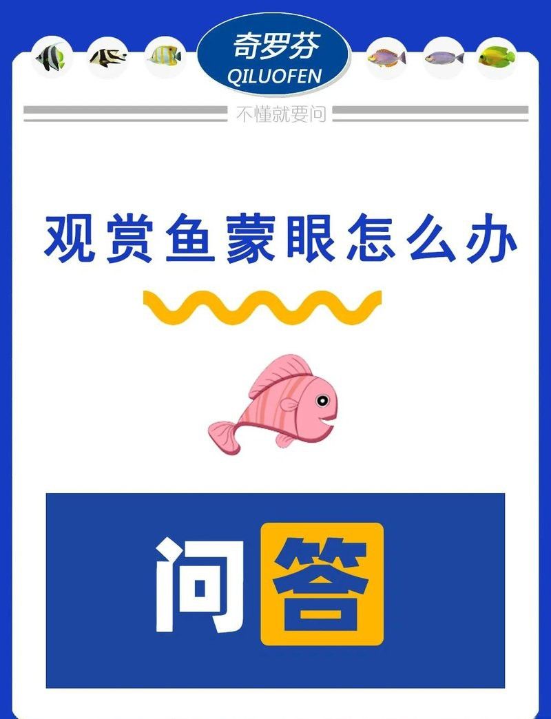 如何判斷雷龍魚蒙眼是外蒙還是內蒙？ 如何判斷雷龍魚蒙眼是外蒙還是內蒙？ 龍魚百科 第15張