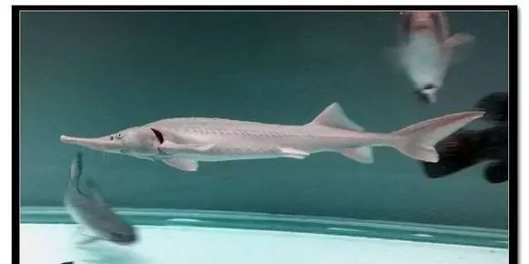 銀豹鴨嘴魚和龍魚混養好嗎 銀豹鴨嘴魚和龍魚混養好嗎 龍魚百科 第4張