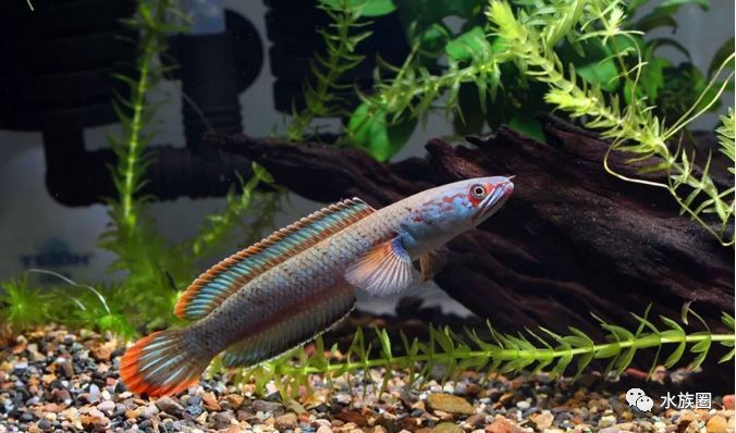 雷龍魚幻紅跟幻藍(lán)區(qū)別（幻紅雷龍魚和幻藍(lán)雷龍魚的主要區(qū)別在于顏色和外觀特征）