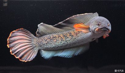 雷龍魚幻紅跟幻藍(lán)區(qū)別（幻紅雷龍魚和幻藍(lán)雷龍魚的主要區(qū)別在于顏色和外觀特征）