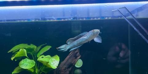 雷龍魚幻紅跟幻藍(lán)區(qū)別（幻紅雷龍魚和幻藍(lán)雷龍魚的主要區(qū)別在于顏色和外觀特征）
