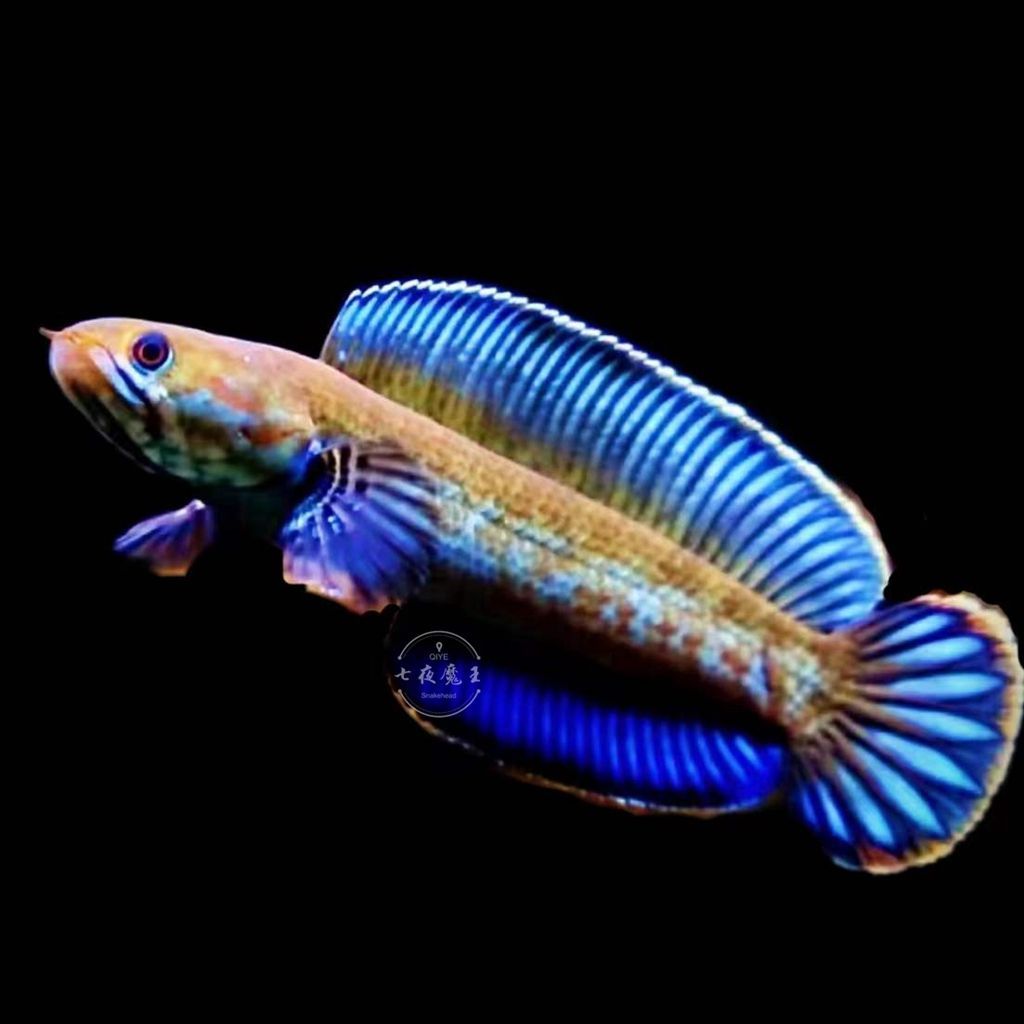 雷龍魚幻紅跟幻藍(lán)區(qū)別（幻紅雷龍魚和幻藍(lán)雷龍魚的主要區(qū)別在于顏色和外觀特征）