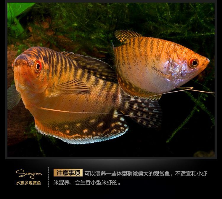 龍魚屬于淡水魚還是熱帶魚：龍魚養殖水質管理技巧：龍魚養殖水質管理技巧