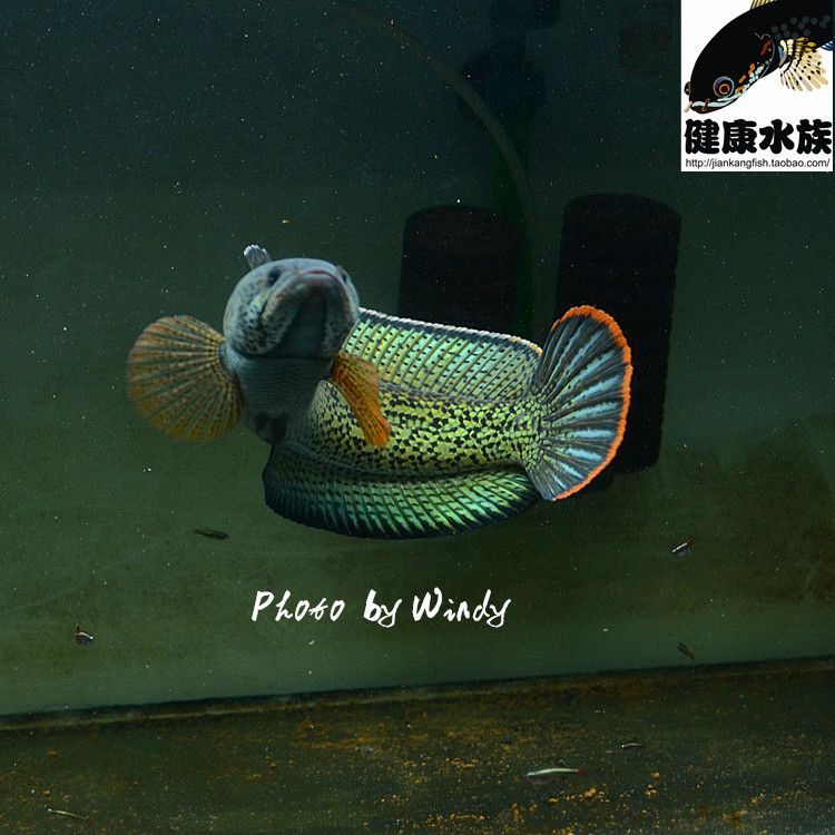 龍魚屬于淡水魚還是熱帶魚：龍魚養殖水質管理技巧：龍魚養殖水質管理技巧 龍魚屬于淡水魚還是熱帶魚：龍魚養殖水質管理技巧：龍魚養殖水質管理技巧 龍魚百科 第5張