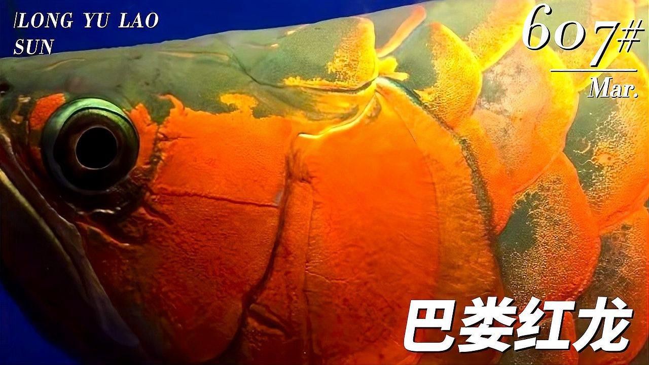 最大的紅龍魚品種