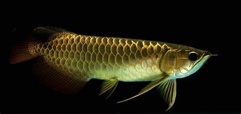 龍魚大戰巨骨舌魚：龍魚與巨骨舌魚共存可能性探究龍魚與巨骨舌魚共存可能性