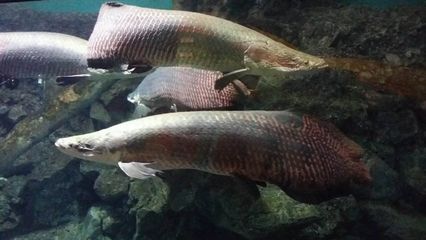 龍魚大戰巨骨舌魚：龍魚與巨骨舌魚共存可能性探究龍魚與巨骨舌魚共存可能性