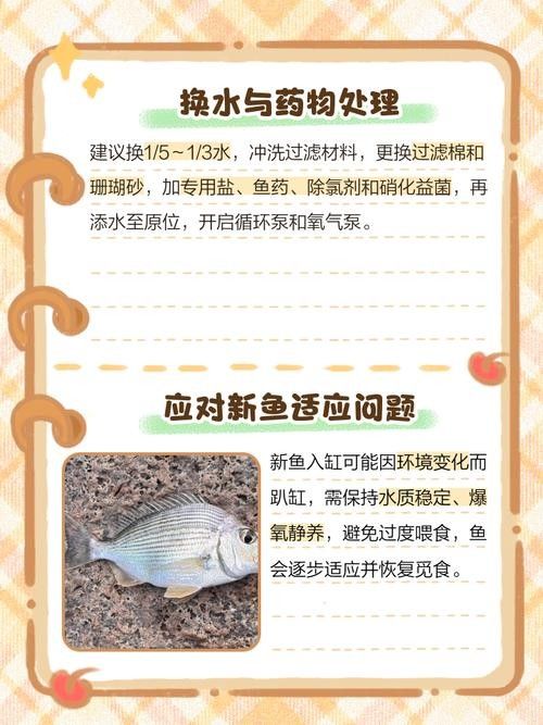 銀龍魚身上爛了怎么辦圖片大全 銀龍魚身上爛了怎么辦圖片大全 龍魚百科 第9張