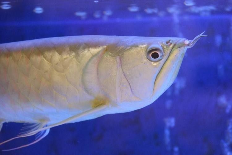 銀龍魚身上爛了怎么辦圖片大全 銀龍魚身上爛了怎么辦圖片大全 龍魚百科 第19張