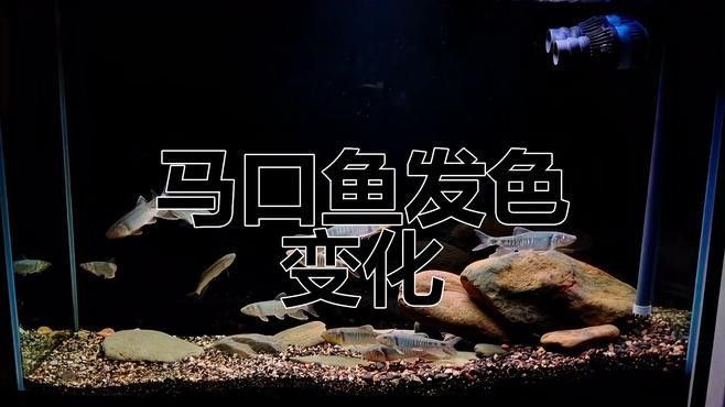 龍魚缸底色更換步驟